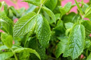 spearmint tea hormonal acne, acne specialists